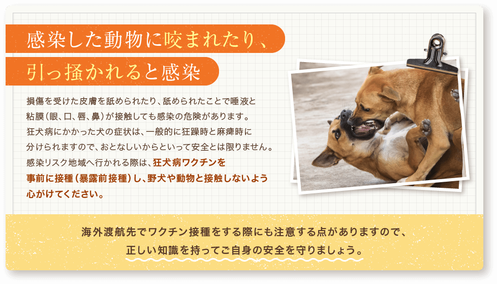 感染した動物に咬まれたり、引っ掻かれると感染